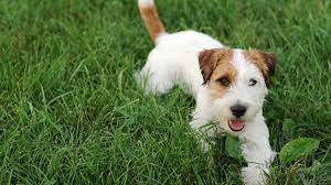 The short jack russell has become a very popular pet. Purchase Long Haired Short Legged Jack Russell Up To 61 Off