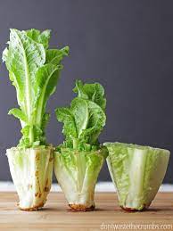 Put the dish with the lettuce stump on a window sill if there isn't too much disparity between the outdoor and indoor temps. How To Regrow Food In Water 10 Foods That Regrow Without Dirt