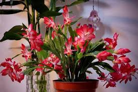 Christmas cactus also prefers high levels of magnesium which you can provide by mixing 1 teaspoon of epsom salts with 1 gallon of water, and watering the plant with this solution once a month during spring and summer. In Winter Bury It In The Christmas Cactus Basin With Buds Sprouting On The Side And Flowers Hanging On The Branches The Plant Aide