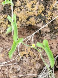 Image result for Kedrostis foetidissima