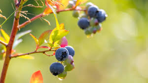 From Colorado's Forgotten Berry Tree to Whatcom's U-Pick Farms: The Silent Revolution Reshaping America's Summer Berry Landscape