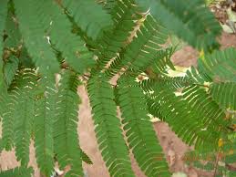 Dmt Containing Plants In India Megathread Massive Information Dump Collaborative Research Project Welcome To The Dmt Nexus