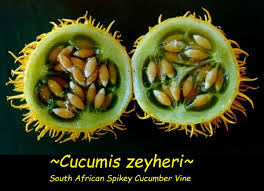 Image result for Cucumis zeyheri