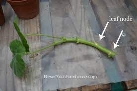 Propagating Geraniums Or Cloning Flower Patch Farmhouse Propagating Geraniums Geranium Plant Geraniums