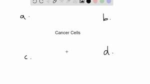 Cancer cells differ from normal cells in a number of ways. Solved Which Of The Following Is Not Characteristic Of Cancer Cells A Cancer Cells Often Undergo Angiogenesis B Can