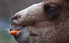 What do bactrian camels look like? Pin On Adorable Jessica