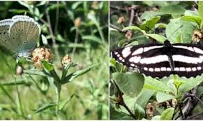 Nu vom da sfaturi consumatorilor de droguri, fiindcă este dreptul fiecăruia să facă ce vrea cu corpul său. Periculos Pentru SÄƒnÄƒtate Argintul Viu Ajunge Si In Farfuria Cu Mancare Revista Natura