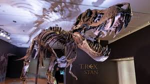 I attended the press conference this morning at the arizona museum of natural history where i volunteer in mesa, az announcing a new species of tyrannosaur,. Scientists Estimate All Time T Rex Population Was 2 5 Billion