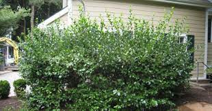 Manhattan Euonymus Prune Selectively Shade Shrubs Shrubs For Landscaping Evergreen Shrubs
