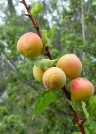 Our plants are ready to bear fruit, some even come with fruit ready to eat, many come with fruit that just needs more growing time. Plant A Fruit Salad Four Different Fruits Growing On The Same Tree Dengarden