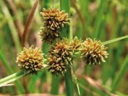 Image result for Cyperus difformis