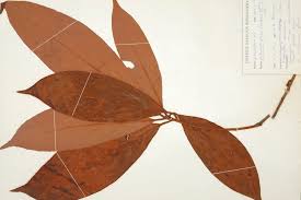 Image result for Actinodaphne