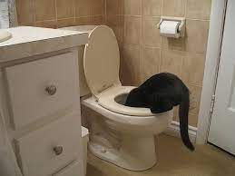 If your cat is vomiting white mucus and has problems going to the toilet (constipation, bloating, and/or diarrhea), your vet might diagnose irritable bowel syndrome (ibs). Toilet Training Cat Was A Crappy Idea The Star