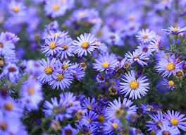 Check spelling or type a new query. 11 Colorful Flowers For Your Fall Garden At Menards