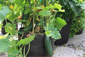 We did not find results for: Smart Pot Black Ø³Ù…Ø§Ø±Øª Ø¨ÙˆØª Local Roots