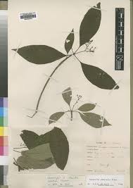 Image result for Rauvolfia vomitoria