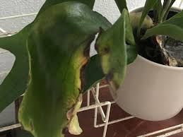 This fungus produces black spots on the basal fronds which can spread rapidly, invade the growing point, and kill the plant. Staghorn Basal Or Shield Frond Mold