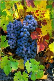 Pin By Rosaura Hau On Uva Vinho Grapes Fruit Photography Wine Vineyards