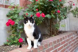 We did not find results for: Ways To Keep Cats Out Of Your Yard Or Garden