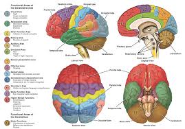 Most feeling in the back and top of the head is transmitted to the brain by the two greater occipital nerves. Neuroanatomy The Basics Dana Foundation