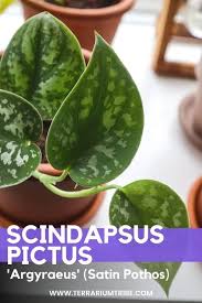 Check spelling or type a new query. Scindapsus Pictus Hands On Guide To The Silver Satin Pothos