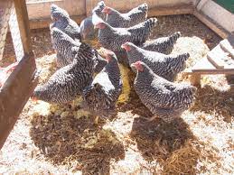 While you can breed your chickens with their offspring in the short term, diversity is a must in the long term. A New Plan For Chickens Part Iv Jefferson S Daughtersjefferson S Daughters