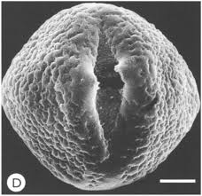 Image result for Indigofera subulifera