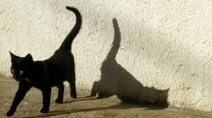 Check spelling or type a new query. Puma Oder Die Aufregung Im Leben Einer Katze