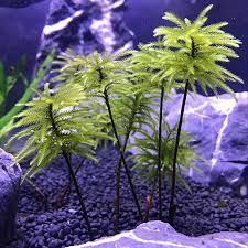 Image result for Monothecium