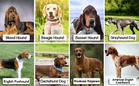 We have quite a few in mind and yes, there needs to be a new line of shirts out as the ones out there aren't real good. 8 Hound Dog Breeds That Wikipedia Will Not Tell You About