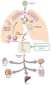 Cytokines are small proteins released by many different cells in. Phytotherapy For Treatment Of Cytokine Storm In Covid 19