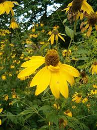 Image result for Rudbeckia laciniata