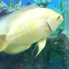 Selain itu, daging satwa selain ikan harus berasal dari satwa sehat yang disembelih mengikuti syehitah, kaidah penyembelihan. Jual Ikan Oscar Albino Jakarta Barat Chimmy Chimmo Tokopedia