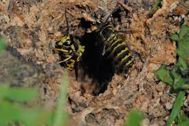 Maybe you would like to learn more about one of these? Look Out For Wasp Nests