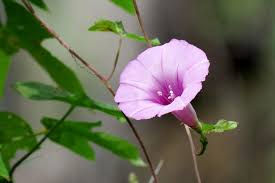Image result for Ipomoea trinervia