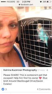 Lost. Blue budgie. Deloraine Drive. Buderim. PM if seen.