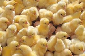 Harga jual ayam broiler saat ini condong normal di pasaran walaupun sempat juga mengalami penurunan yang sangat tajam. Daftar Harga Bibit Ayam Potong Hari Ini Agustus 2020