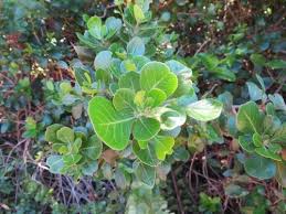 Image result for Searsia lucida