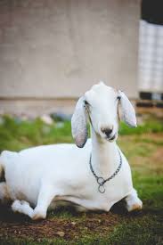 A Natural Goat Dewormer That Works Weed Em Reap