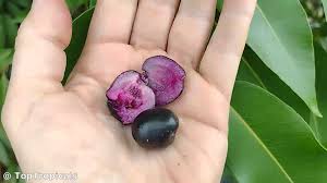 Image result for Syzygium cumini