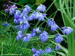 Allium Yuanum Blue Plants Hardy Perennials Unusual Plants