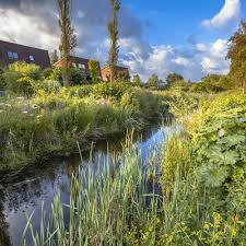 Urban Ecology Ecology Environmental Science Urban Environment