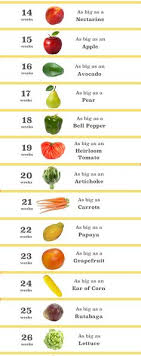 pregnancy baby size chart fruit baby size chart during