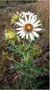 Image result for Sebaea leiostyla