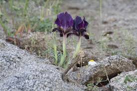 Image result for Moraea carsonii