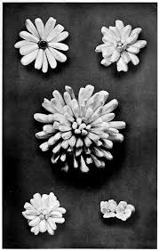 Maybe you would like to learn more about one of these? The Project Gutenberg Ebook Of The Book Of The Pearl By George Frederick Kunz Charles Hugh Stevenson