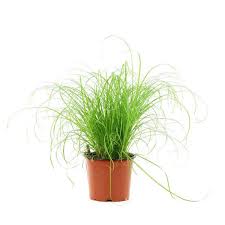 We did not find results for: Cyperus Herbe A Chat Plante O12cm Pot Truffaut