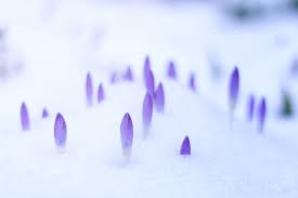 Find & download free graphic resources for winter flower. Top 10 Flowers To Grow For A Winter Garden Plantsnap