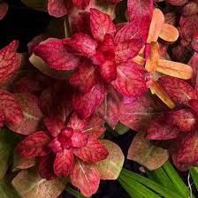 Image result for Ludwigia senegalensis