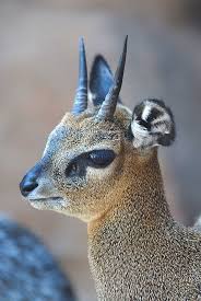 40 Beautiful Pictures Of Animals With Horns Animals Beautiful Animals With Horns Animals